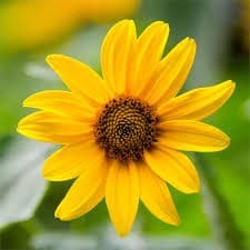 Arnica Montana