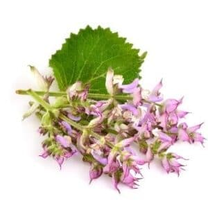 Clary Sage