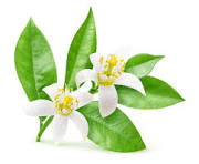Ignatia Amara
