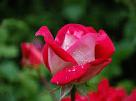 Rose Oil