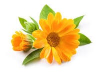 Calendula