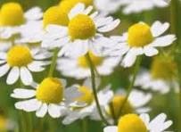 Chamomile Oil