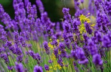 Lavender Floral Water