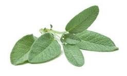 Sage Oil