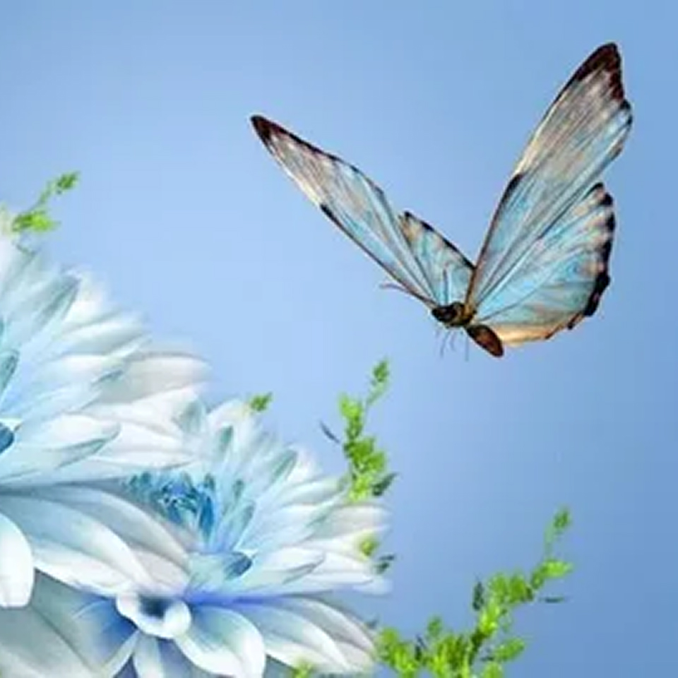 Natural wellness — butterfly on flower
